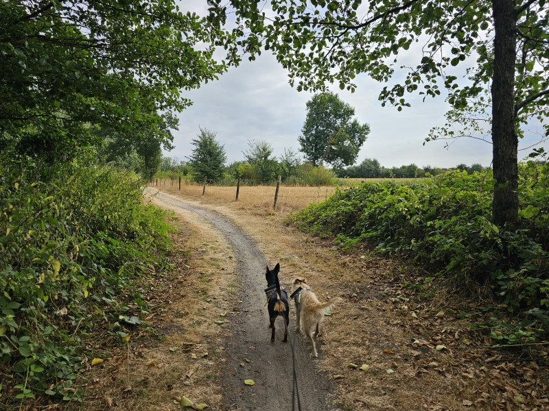 De Linie wandelroute in Eksaarde met hond