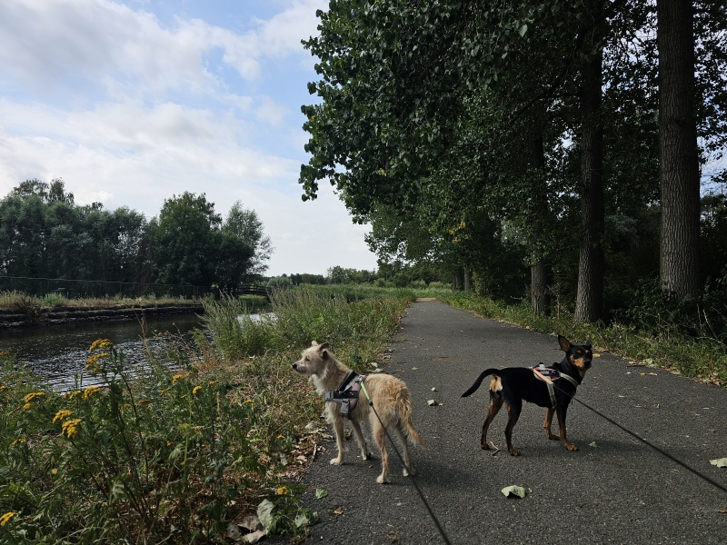 De Lokerse Moervaartmeersen in Eksaarde
