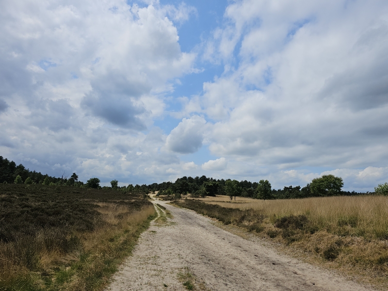 De Mier mooiste wandeling Kalmthoutse Heide en Ossendrechtse Duinen met hond in Nederland