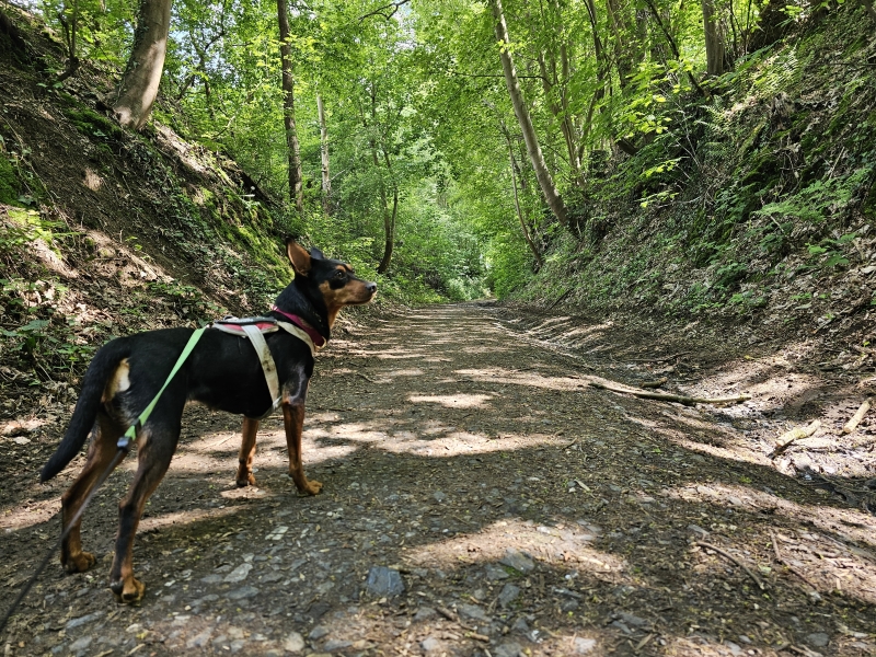 De Mollenkensbergwandeling van 6,4 km met hond in Winksele, Herent, Dijleland, Vlaams-Brabant De Mollenkensbergwandeling van 6,4 km met hond in Winksele, Herent, Dijleland, Vlaams-Brabant