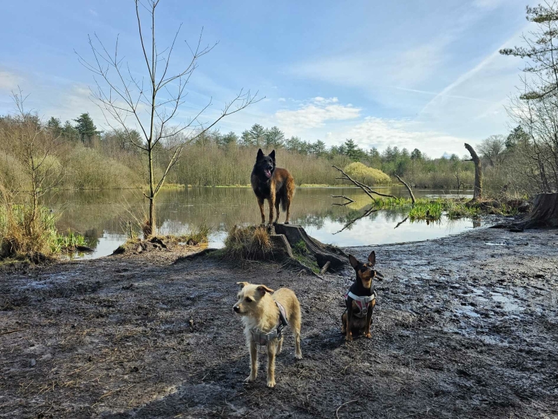 De mooiste wandelroutes in Breda: honden loslopen