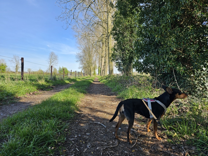 De Moseikdreef in Eeklo wandelroute
