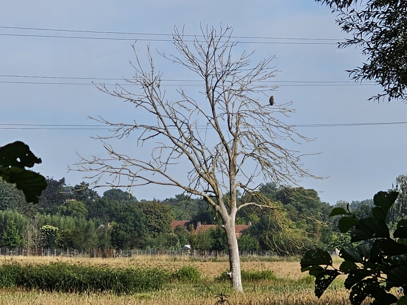 De natuur in Vinderhoute