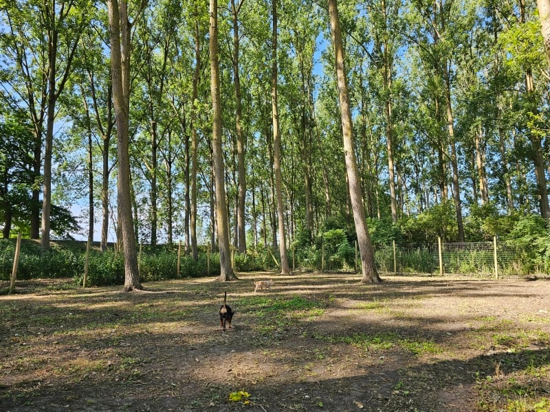 De omheinde losloopweide in Hamme: het hondenbos