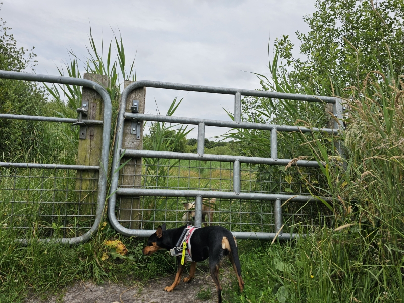 De omheining van het hondenstrand bij de Grote Rietplas in Emmen