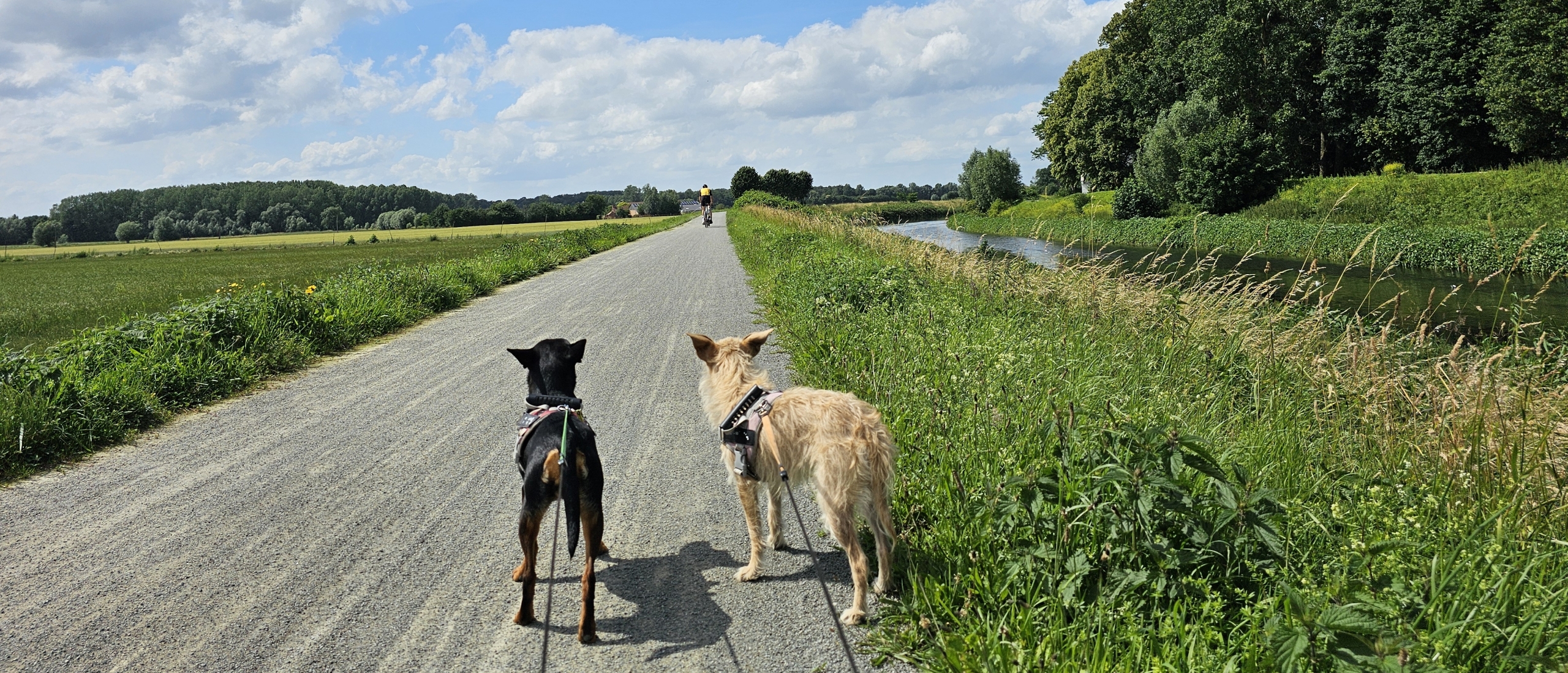 De Releghemwandeling (9,1 km) in Zemst: langs de Zenne en de velden