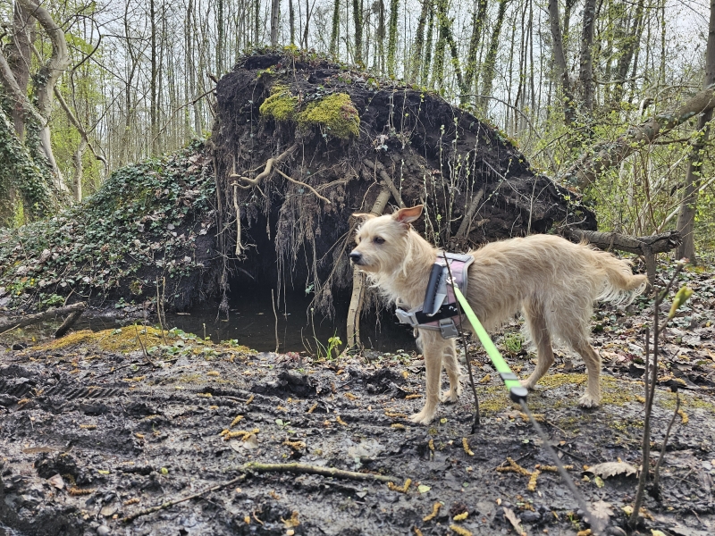 De Rotte Gaten wandeling in Meerbeek, Kortenberg met hond