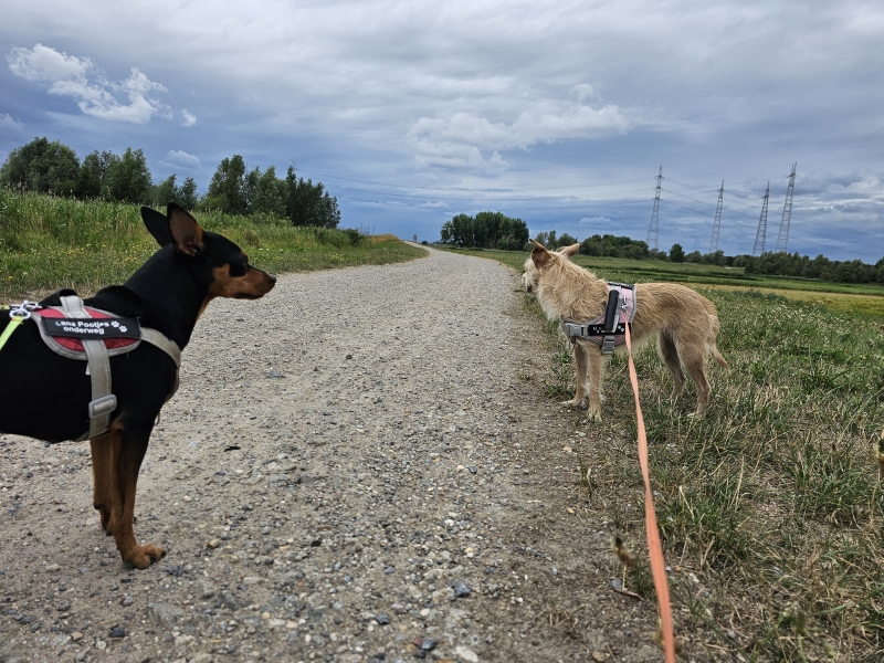 De Rupelmondse Kreek wandelroute in Rupelmonde met honden