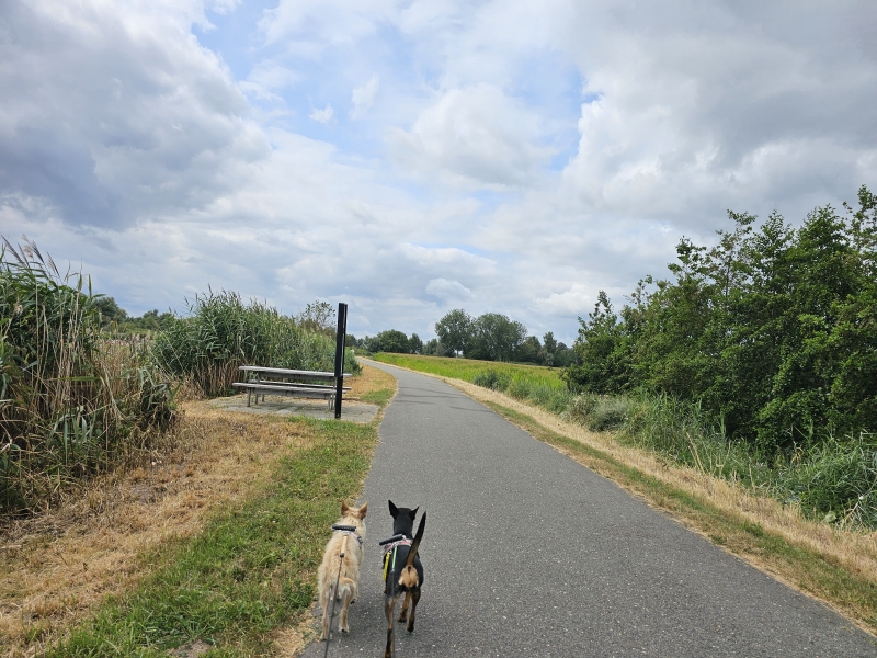 De Scheldedijk in Tielrode wandelen met hond De Scheldedijk in Tielrode wandelen met hond