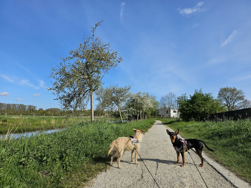 De Scheldemeersen in Merelbeke-Melle wandelroute met honden De Scheldemeersen in Merelbeke-Melle wandelroute met honden