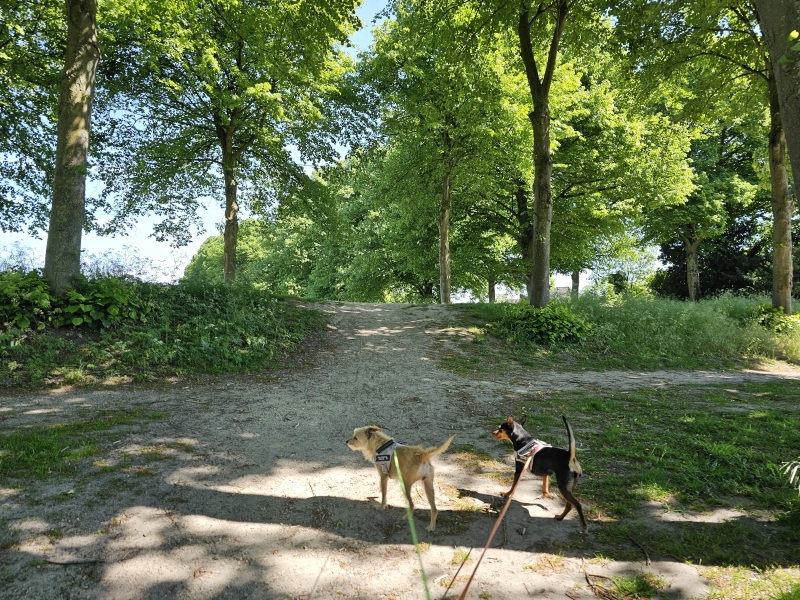 De stadswallen rond Hulst: wandelroute met je honden
