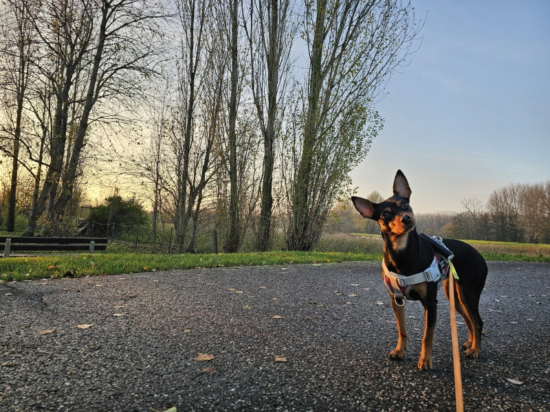De Steendorp wandelroute met hond