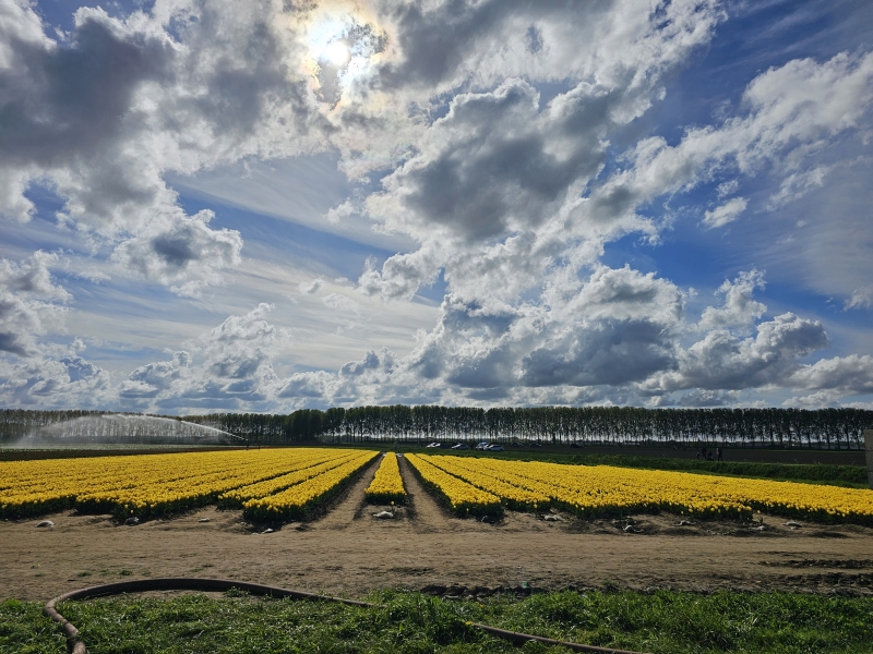 De tulpen in Meerdonk, Sint-Gillis-Waas langs de Saleghem wandelroute