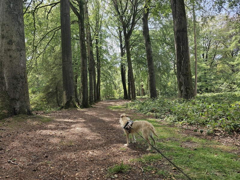 De Vagevuurbossen in Wingene