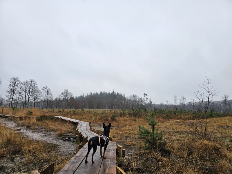 De vlonderpaden door het Maldegemveld in Aalter op de Drongengoedbos wandelroute