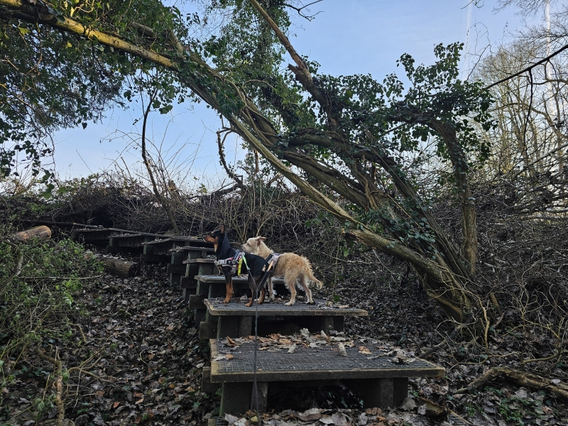 De vlondertrap in de Koudenbergbeekvallei in Affligem