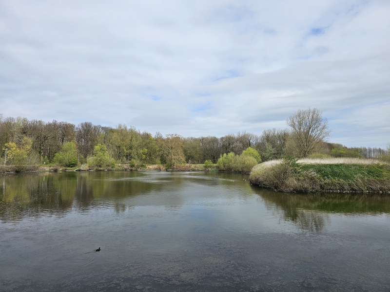De vogelzangvijver in Melsbroek