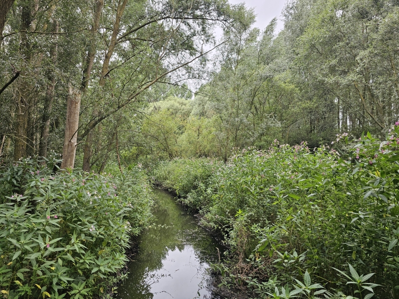 De Vondelbeek in Lebbeke