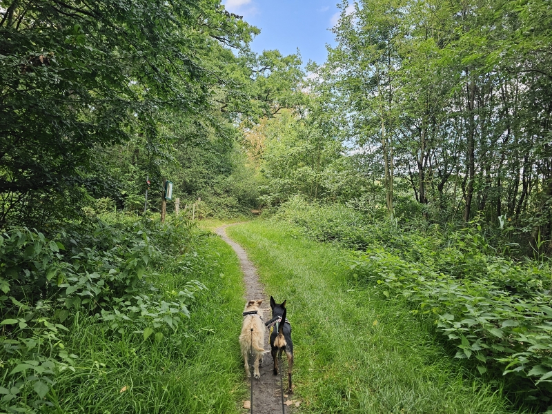 De Wildenburg wandelroute in Wingene langs de Gulke Putten wandelroute met hond