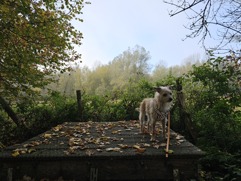 De Wolvertemse Beemden wandeling met hond