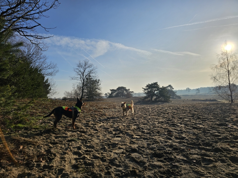 De zandvlakte in de Loonse en Drunense duinen in Kaatsheuvel
