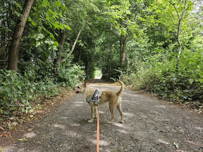 Dementievriendelijke, rolstoelvriendelijke wandeling in Dendermonde met hond Dementievriendelijke, rolstoelvriendelijke wandeling in Dendermonde met hond