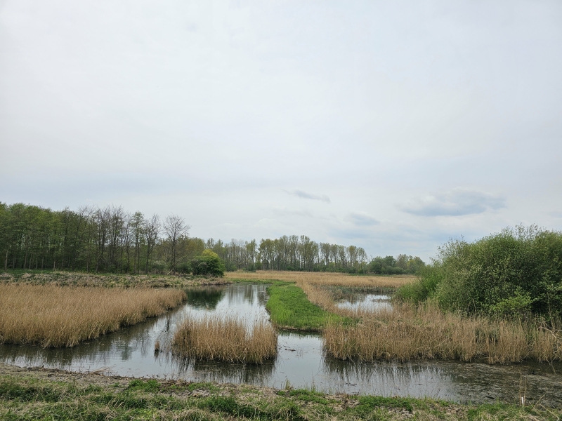 Den Battelaer wandeling met hond in Mechelen en Rumst
