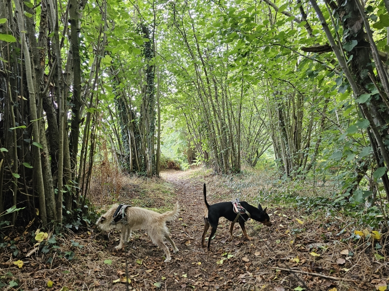 Den Haert Poederlee wandelroute