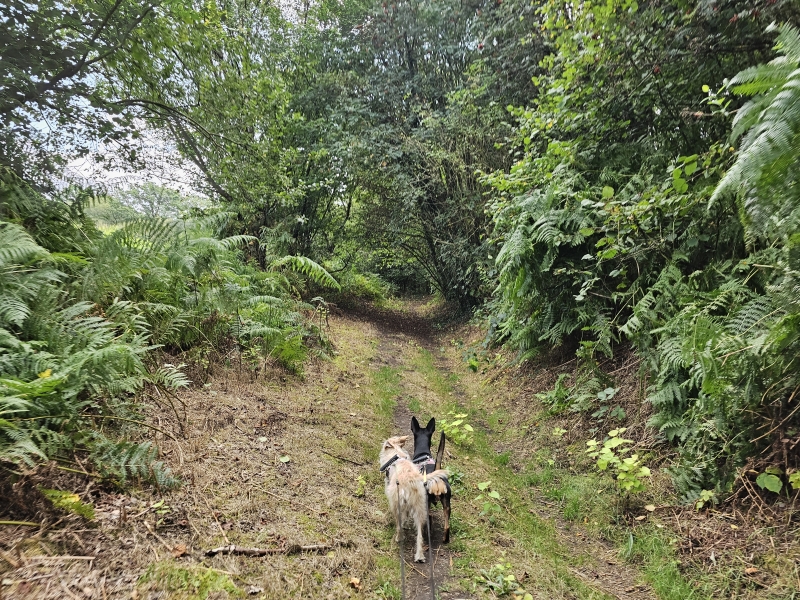 Den Haert wandelig met hond 4 of 7 km