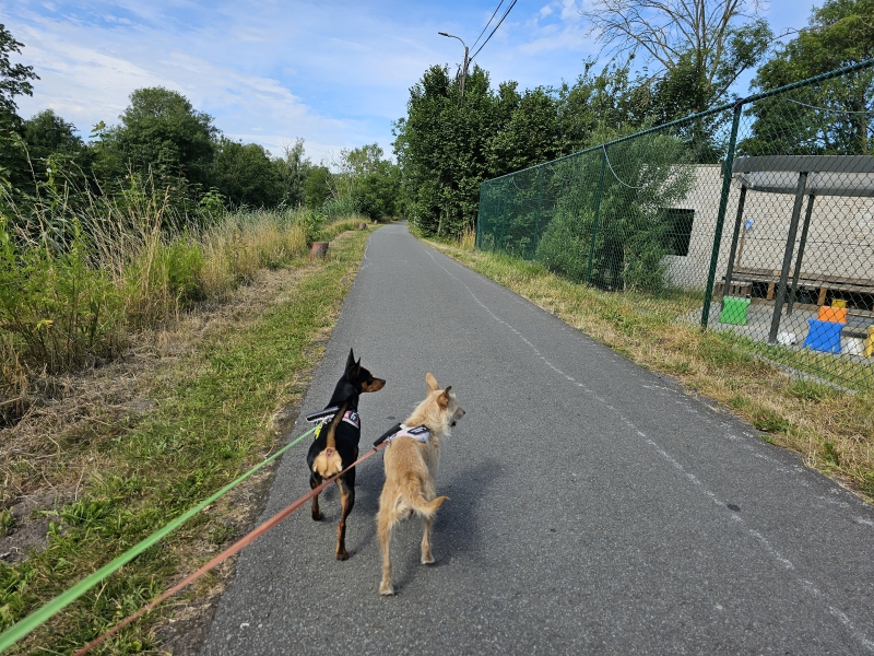 Dendermonde rolstoelvriendelijke wandelroute met hond: Malbrainpad Dendermonde rolstoelvriendelijke wandelroute met hond: Malbrainpad
