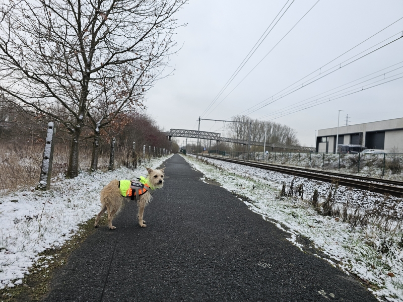 Denderstreek Dendervallei wandelen met hond in Denderleeuw