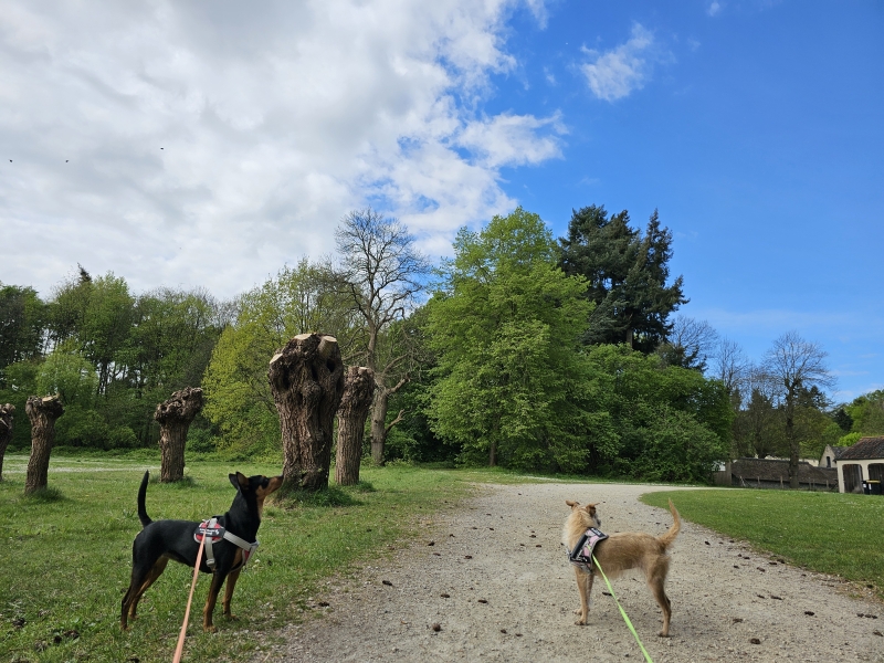 Deurle wandelen met hond