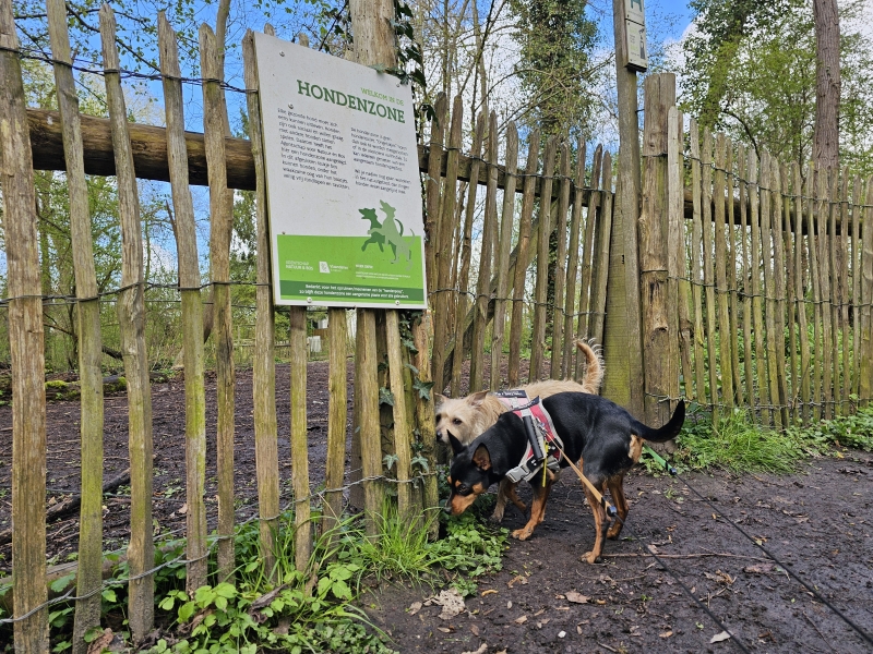 Dilbeek Wolfsputten hondenweide loslopen hond