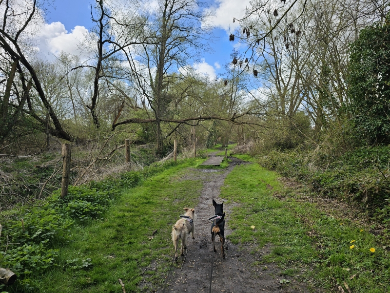 Dilbeek Wolfsputten wandelroute met hond