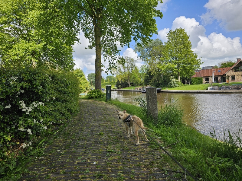 Dokkum wandelen met hond