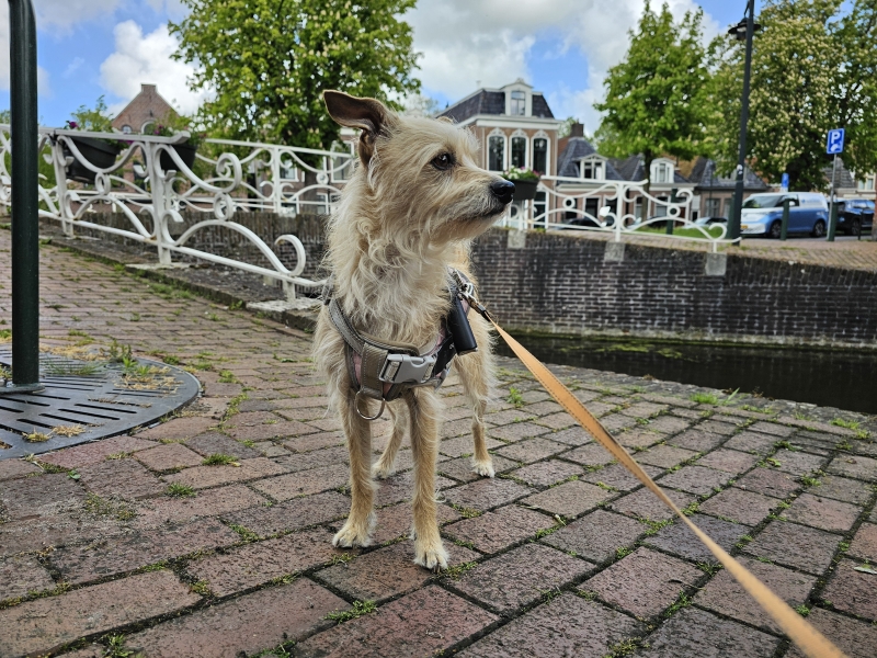 Dokkum wandelen met hond