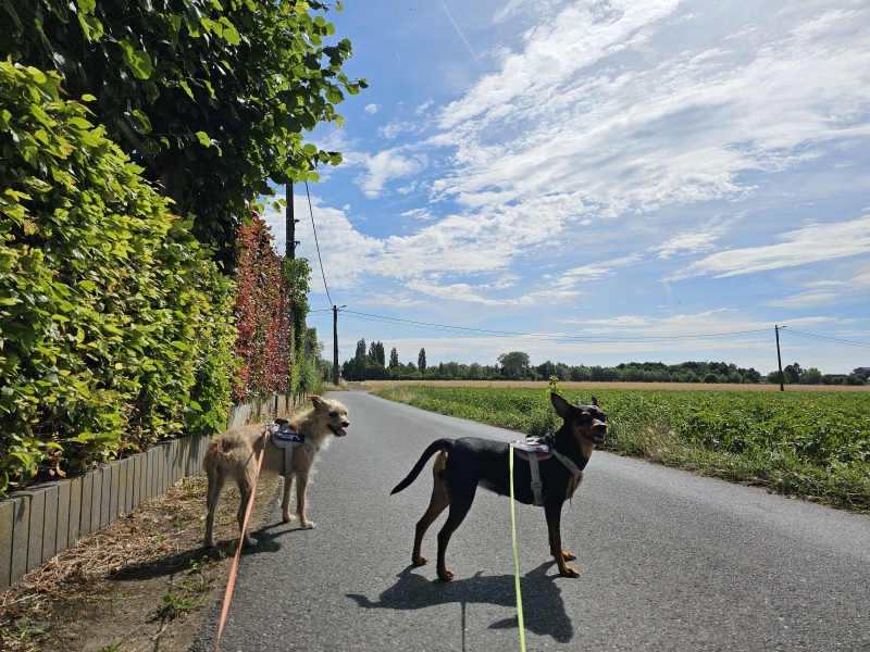 Dr. Malbrainpad rolstoelvriendelijke wandelroute met hond in Dendermonde Dr. Malbrainpad rolstoelvriendelijke wandelroute met hond in Dendermonde