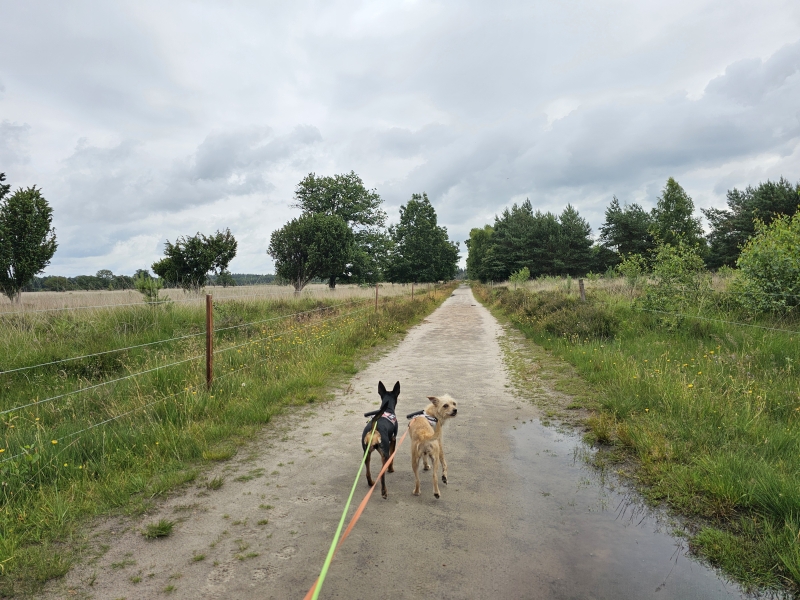Drenthe Spier route plankenpad met honden
