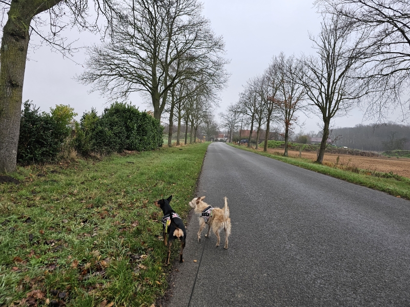 Drongengoedbos en Maldegemveld wandeling met hond in Ursel, Aalter