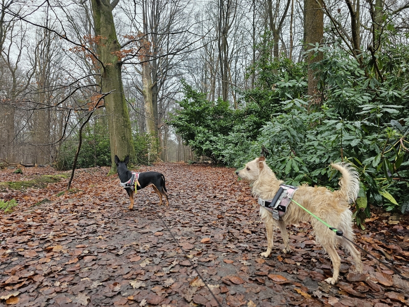 Drongengoedbos wandelroute met hond