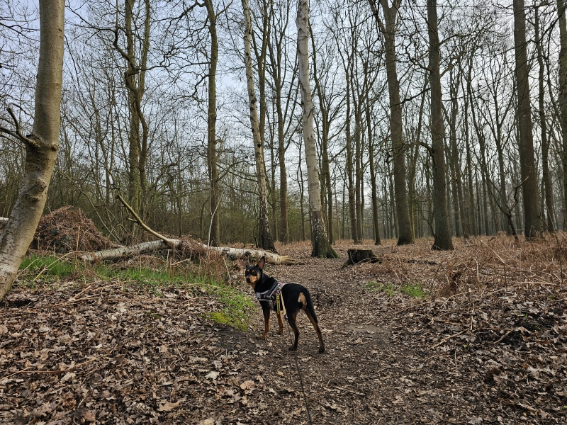 Duffel boswandeling voor honden en kinderen