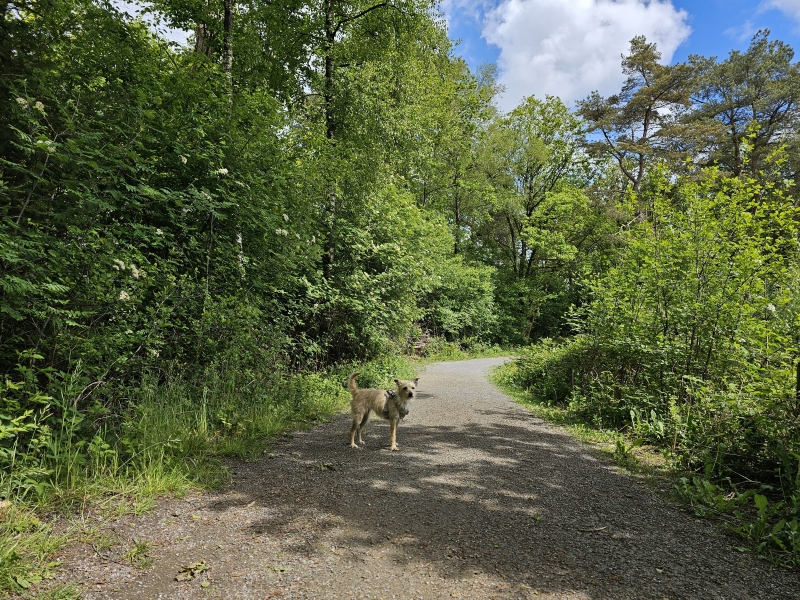 Duinen in Bakkeveen loslopen hond