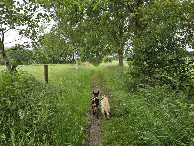 Dwars door de Calievallei wandelroute in Lichtaart, Kasterlee Dwars door de Calievallei wandelroute in Lichtaart, Kasterlee
