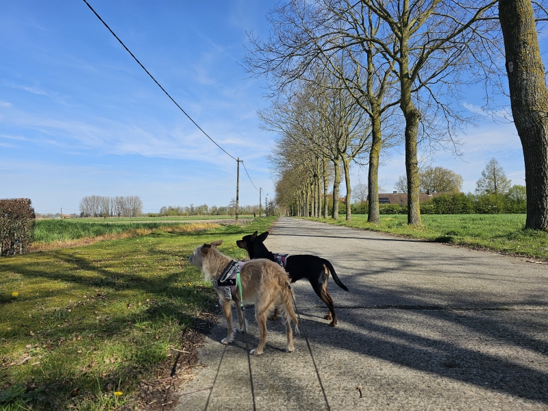 Eeklo wandelroute met hond 5,79 km