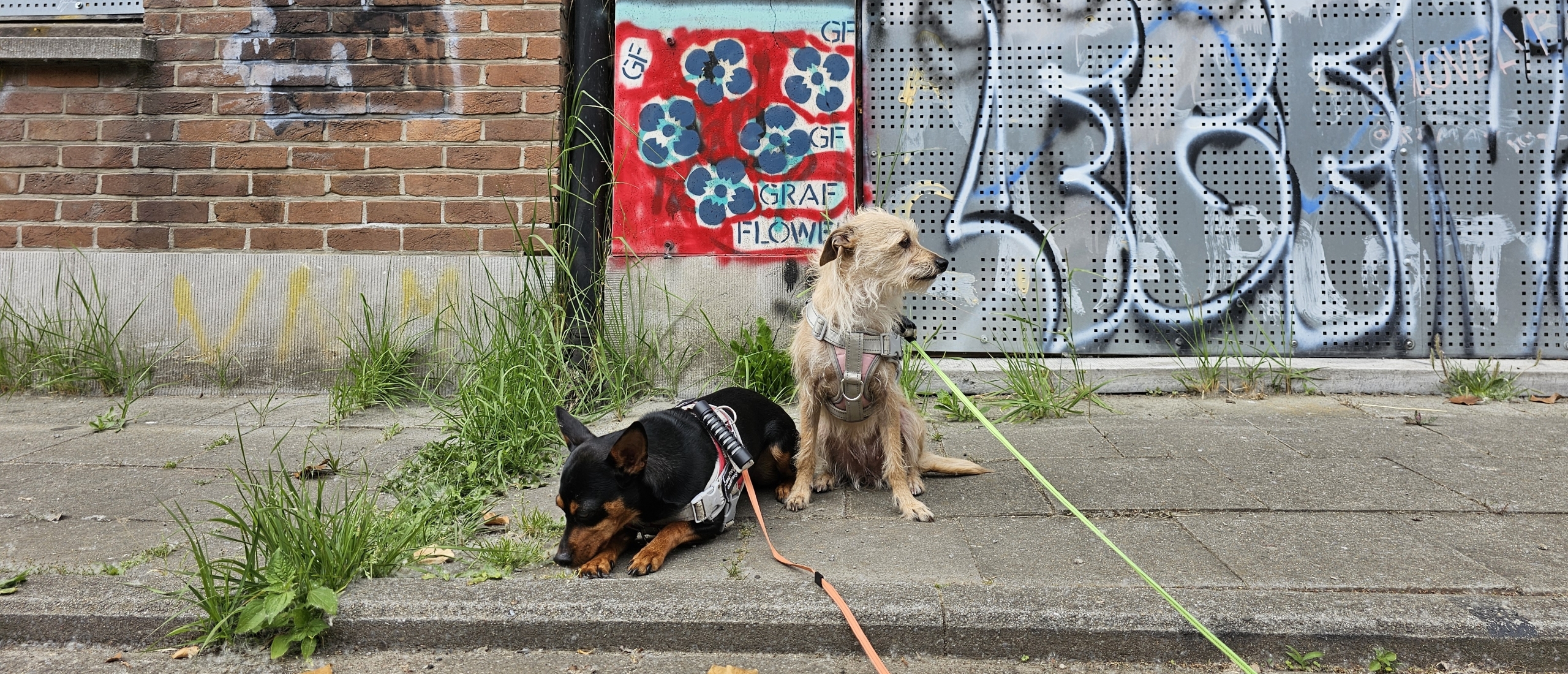 Een bezoek aan het verlaten spookdorp Doel: wandeling met hond door het dorp