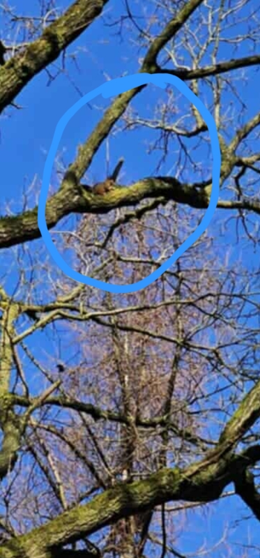 Een eekhoorn in de bomen in de Brede Zeyp in Sint-Katelijne-Waver