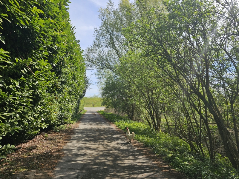 Een kip op de wandelroute door de Scheldevallei in Moerzeke en Kastel in Hamme