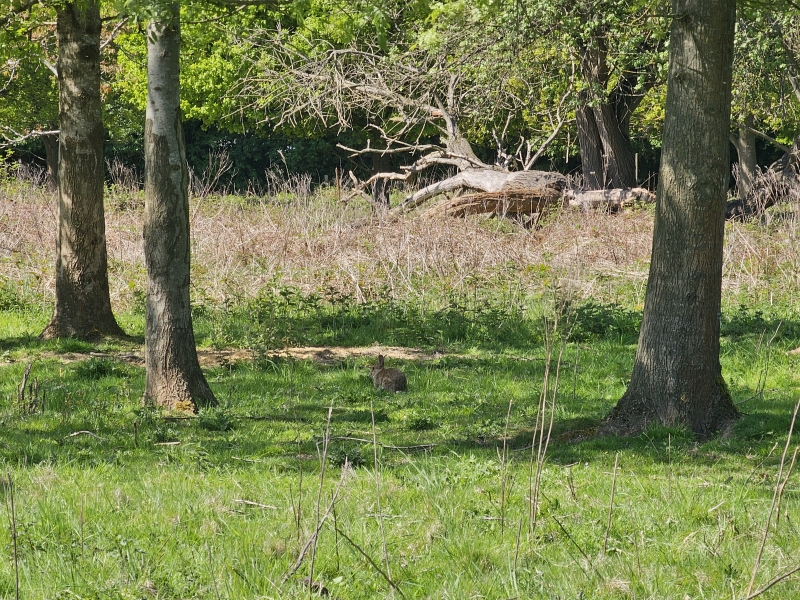 Een konijn bij het domein Ertbrugge in Antwerpen
