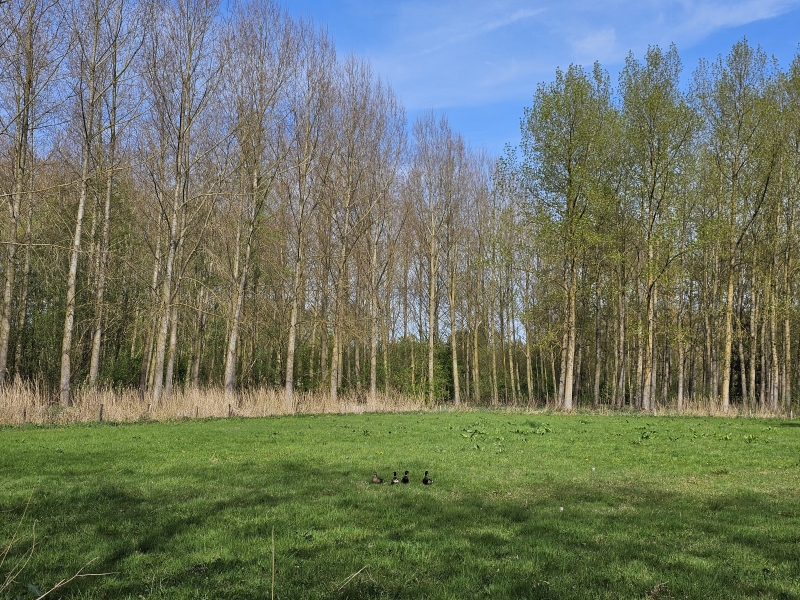 Eenden in de Scheldevallei Moerzeke-Kastel