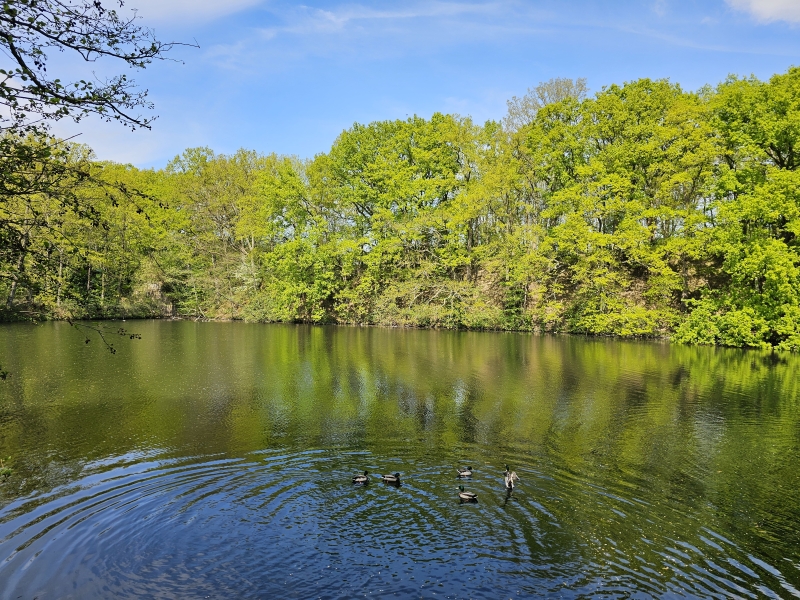 Eenden in het water bij Fort 6 in Wilrijk